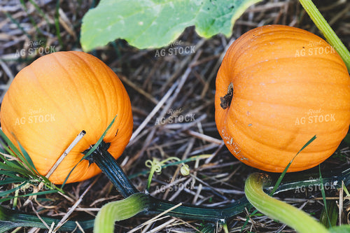 Pumpkins in Field 252006