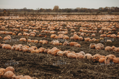 Food Pumpkins 3540