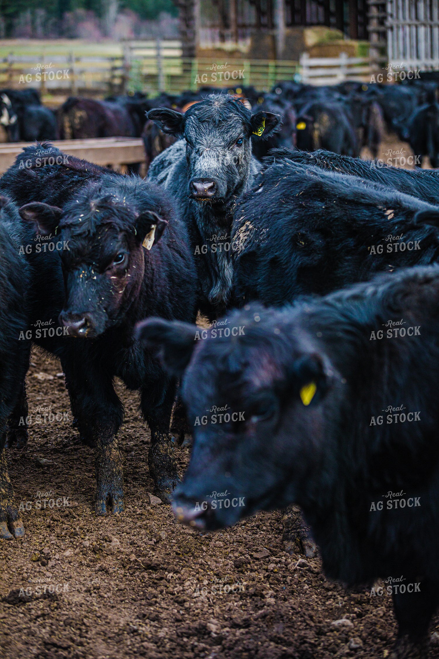 Angus Cattle in Pen 66028