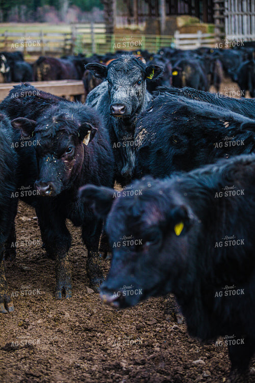 Angus Cattle in Pen 66028