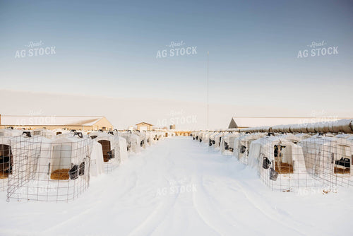 Holstein Calves in Hutches 152253