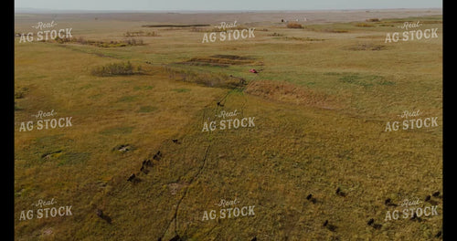 Moving Cattle 187175