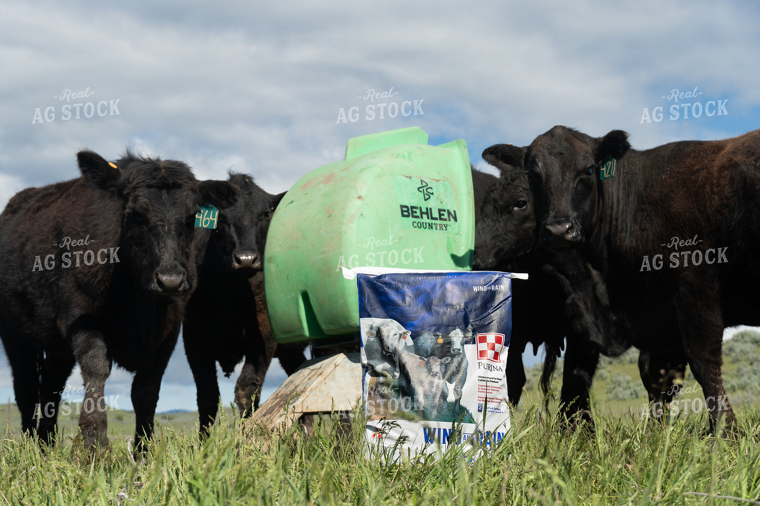 Cattle on Pasture with Mineral Feed and Feeder 65634