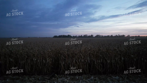 Dried Corn Field at Night 65562