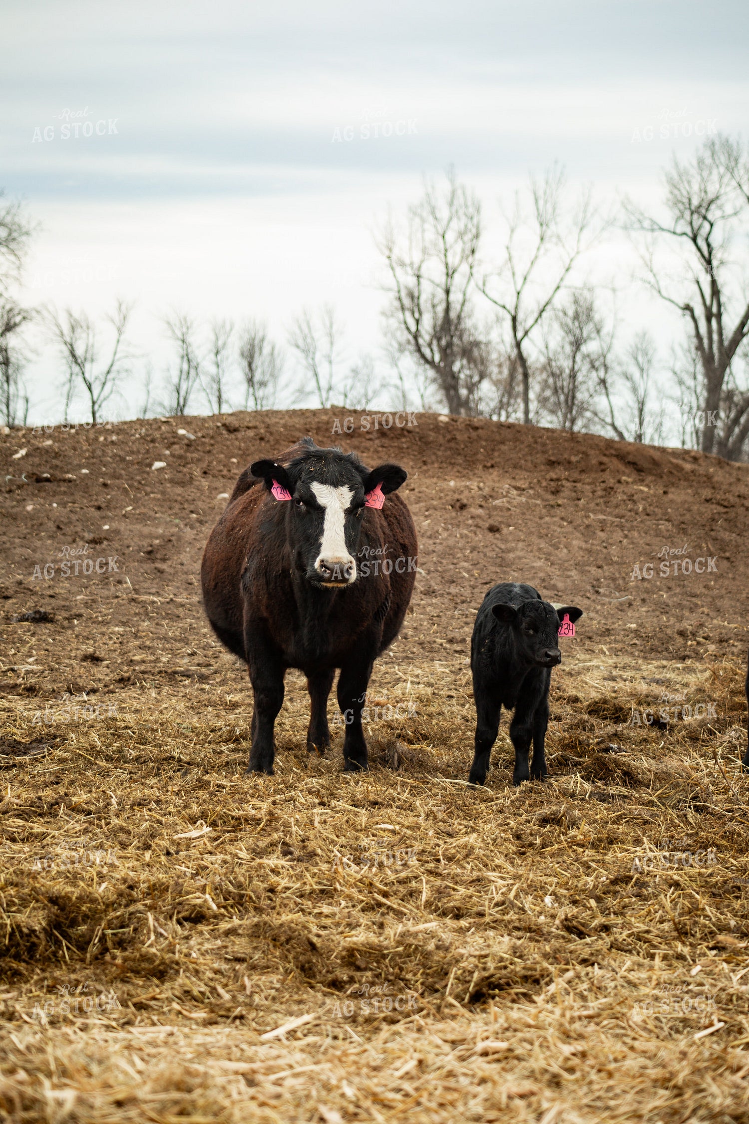 Cow Calf Pair 155667