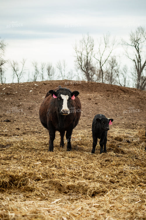 Cow Calf Pair 155667
