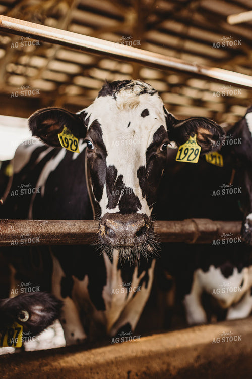 Holstein Cattle in Open Air Barn 152235