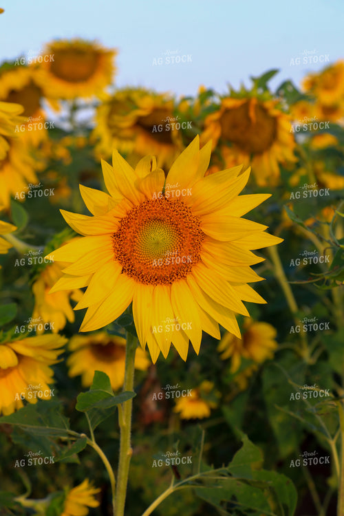 Sunflowers 60046