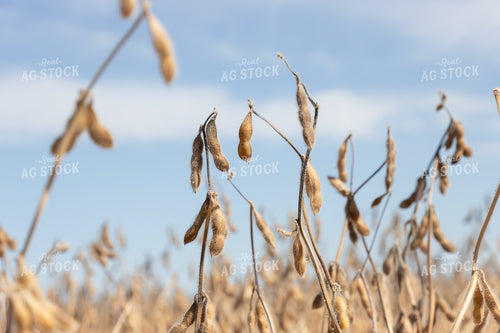 Dried Soybeans 255017
