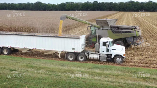 Corn Harvest 79433