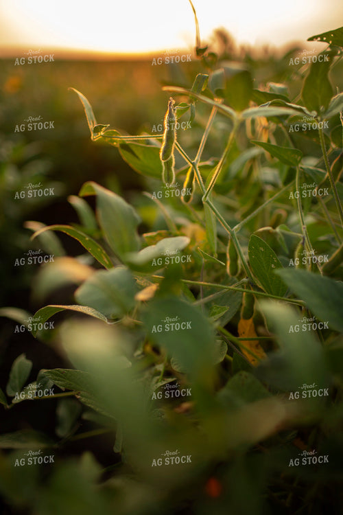 Soybeans - Mid-Season 2373