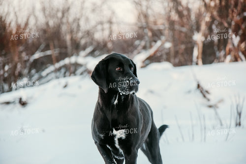 Dog in Snowy Pasture 64302