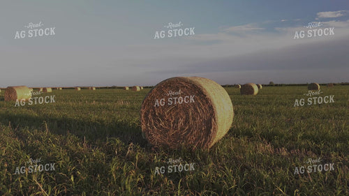 Round Bales in Field 239406