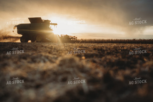 Combine Cutting Soybeans at Sunset 3453