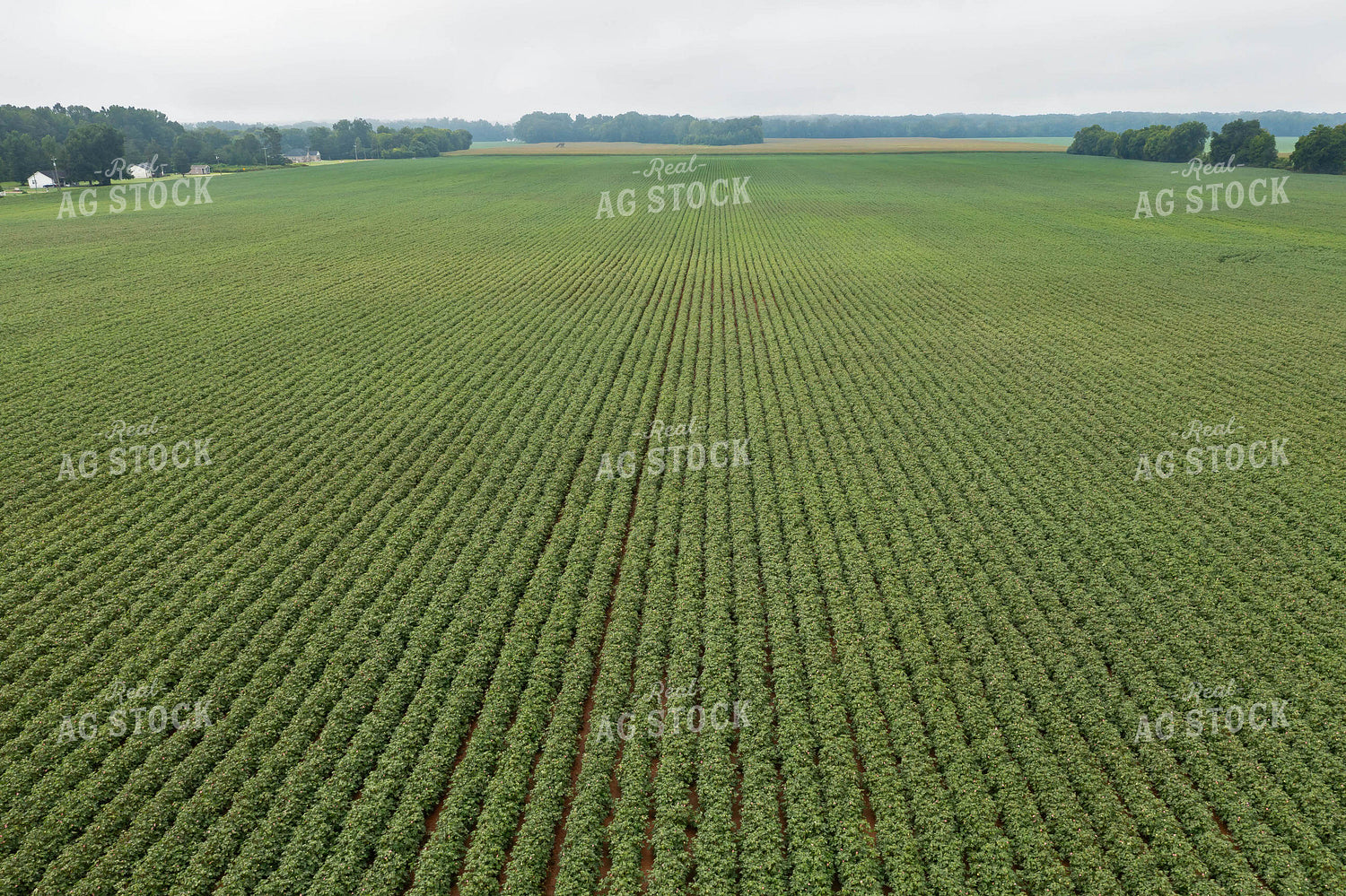 Cotton Field 79366