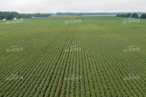 Cotton Field 79366