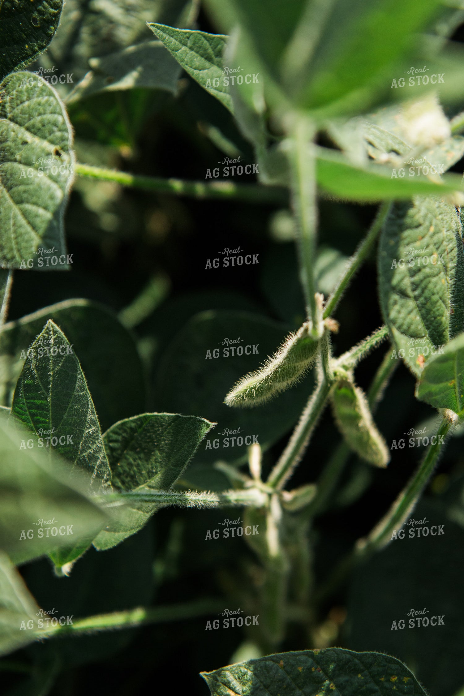 Midseason Soybeans 67814