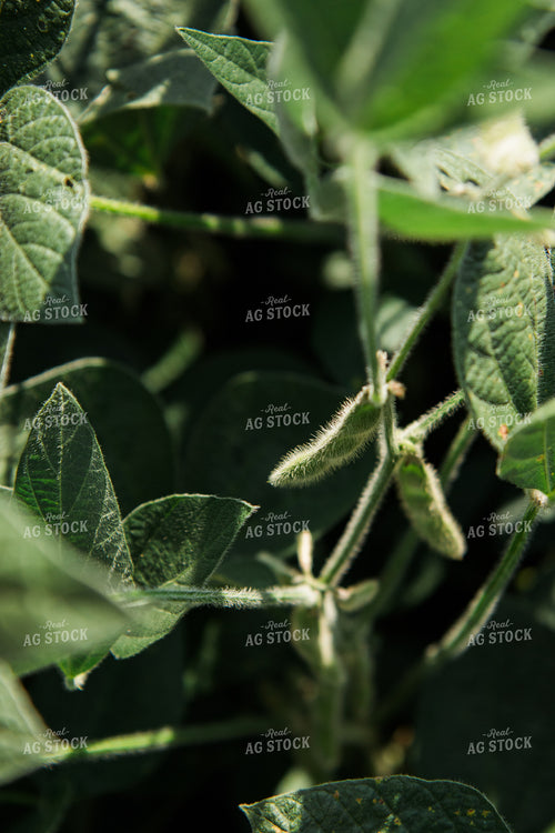 Midseason Soybeans 67814