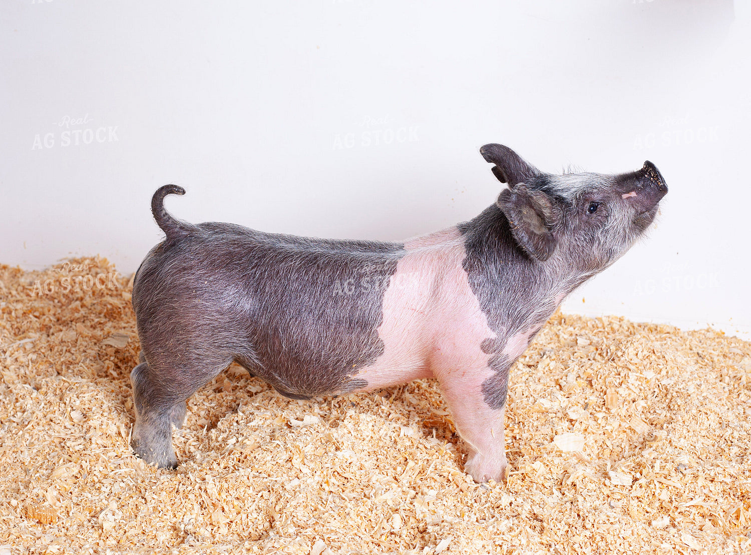 Piglet 132237
