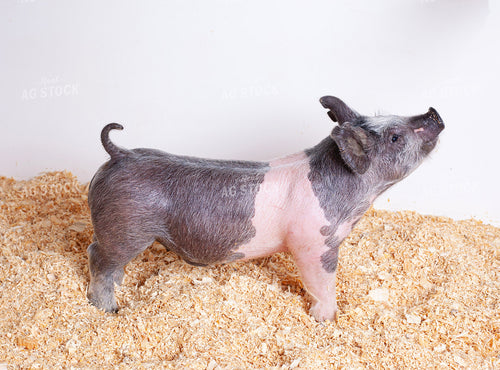 Piglet 132237