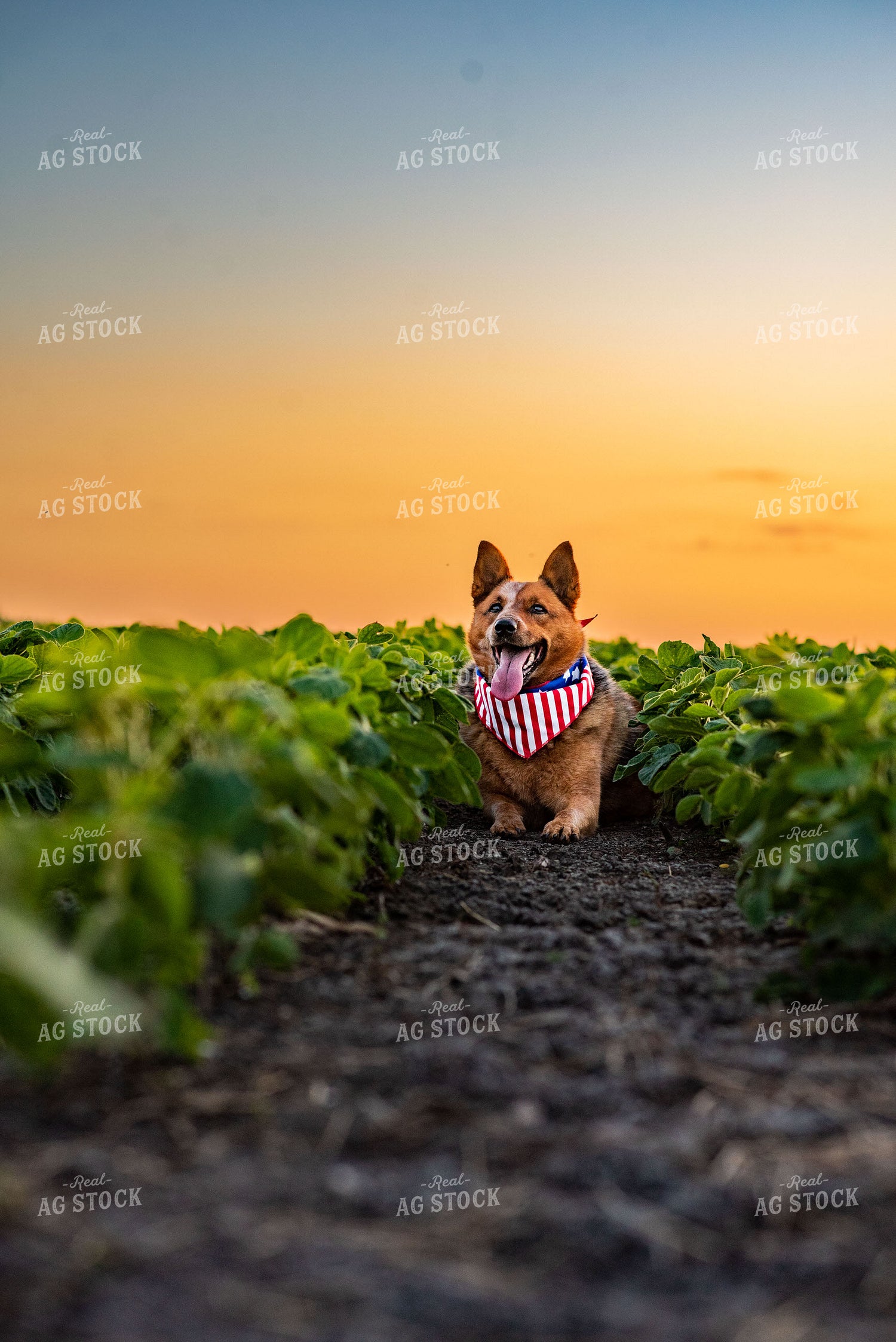 Farm Dog in Early Season Soybean Field at Sunset 136075