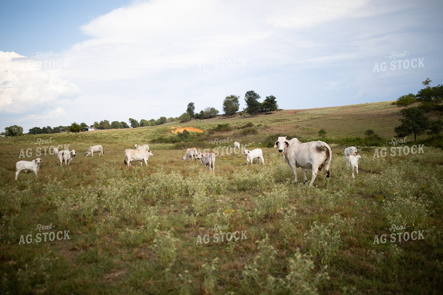 Brahman Cattle 203068