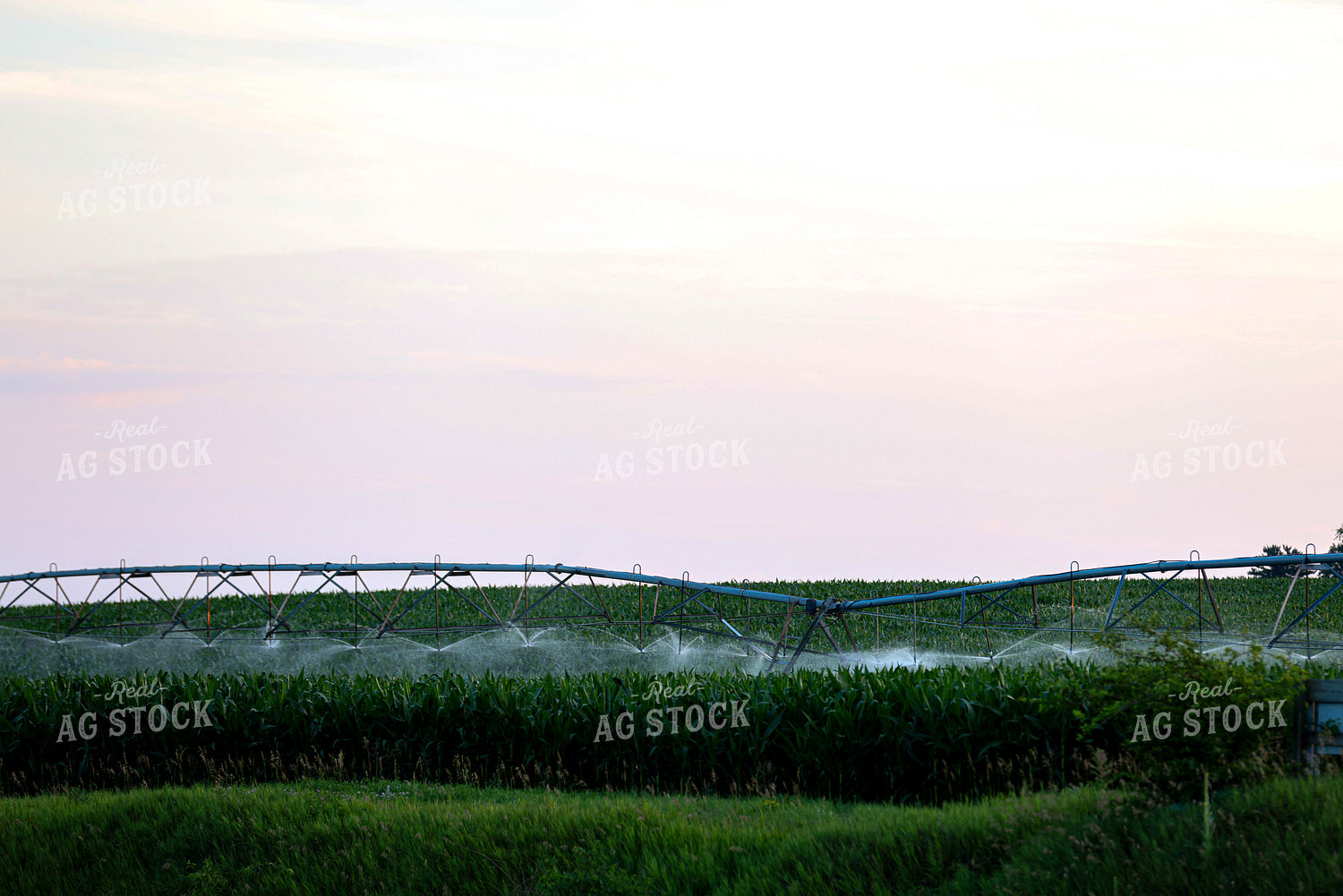 Irrigated Corn Field 160248