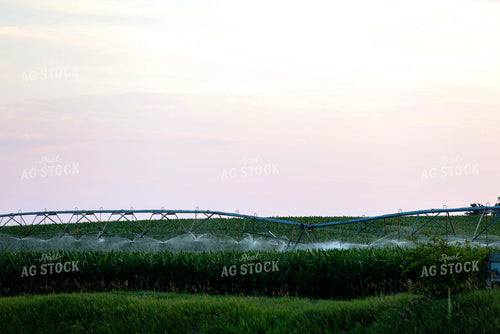 Irrigated Corn Field 160248