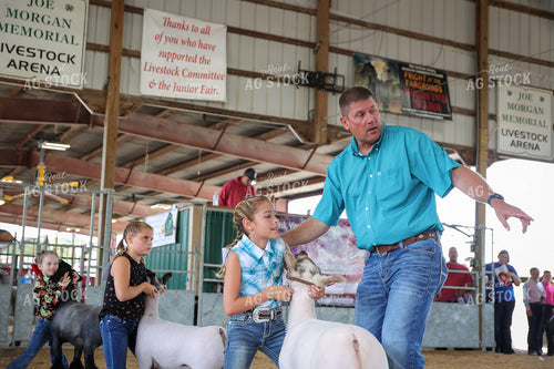 Showing Sheep 52284