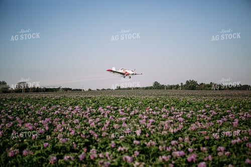 Crop Duster over Flowering Potato Field 169030