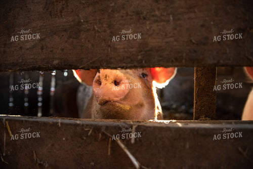 Pig in Pen 76059