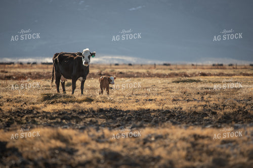 Cow Calf Pair 78176