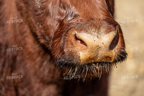 Cattle Snout 194011
