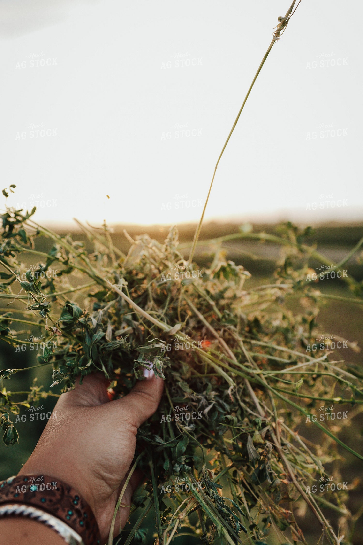 Hand Holding Cut Alfalfa 83145