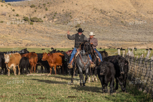 Cowboy Roping Cattle 290011