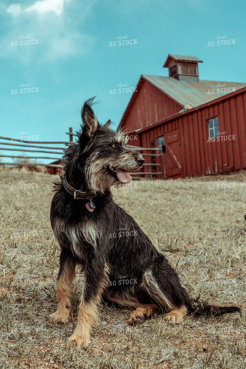 Ranch Dog 58089