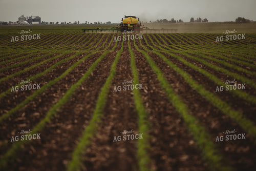 Side Dressing Fertilizer in Corn Field 5737