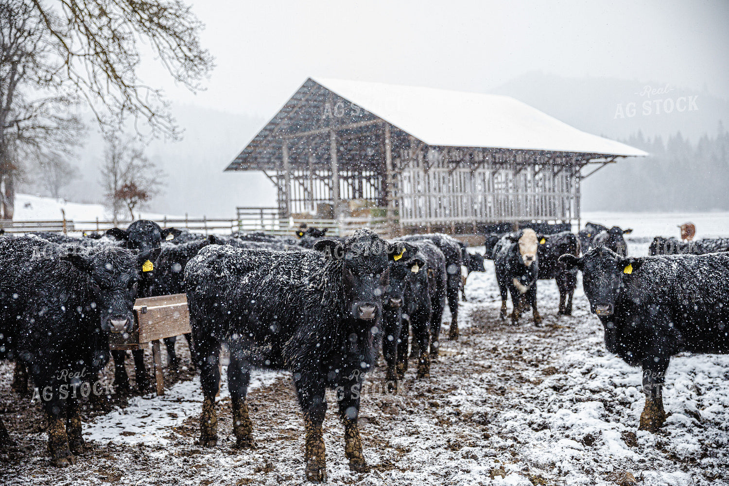 Rancher on Horseback in Snow 66039