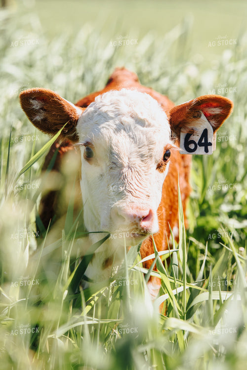Hereford Calf in Pasture 68054