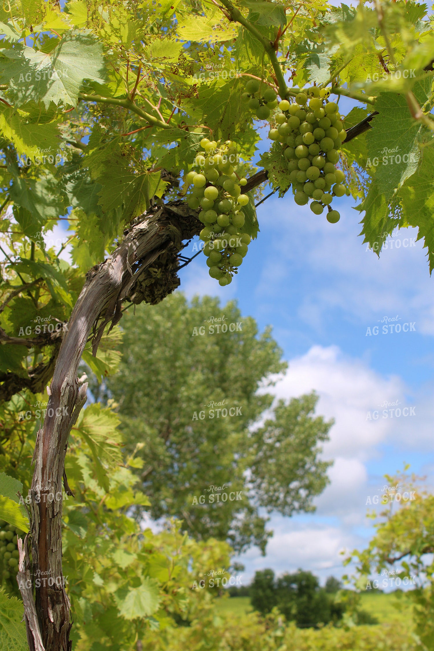 Vineyard 130036