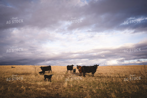 Angus Cattle in Pasture 196150