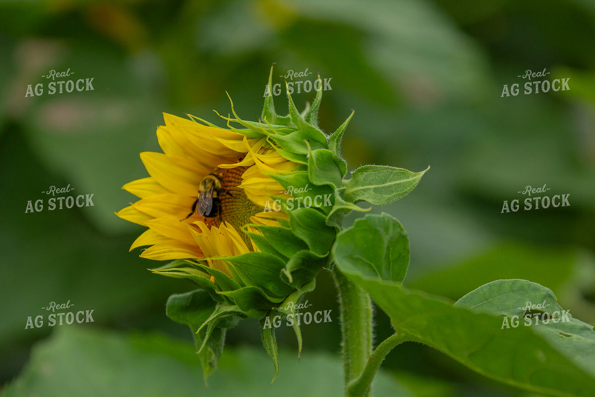 Sunflowers 291138