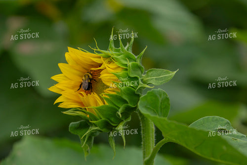 Sunflowers 291138