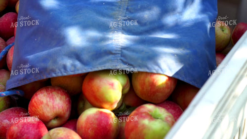 Picking Apples 146050