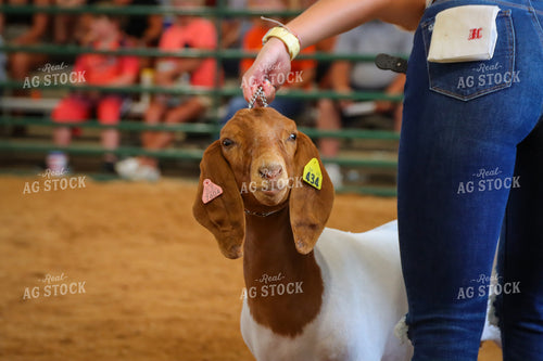4H Kid Showing Goat 52194