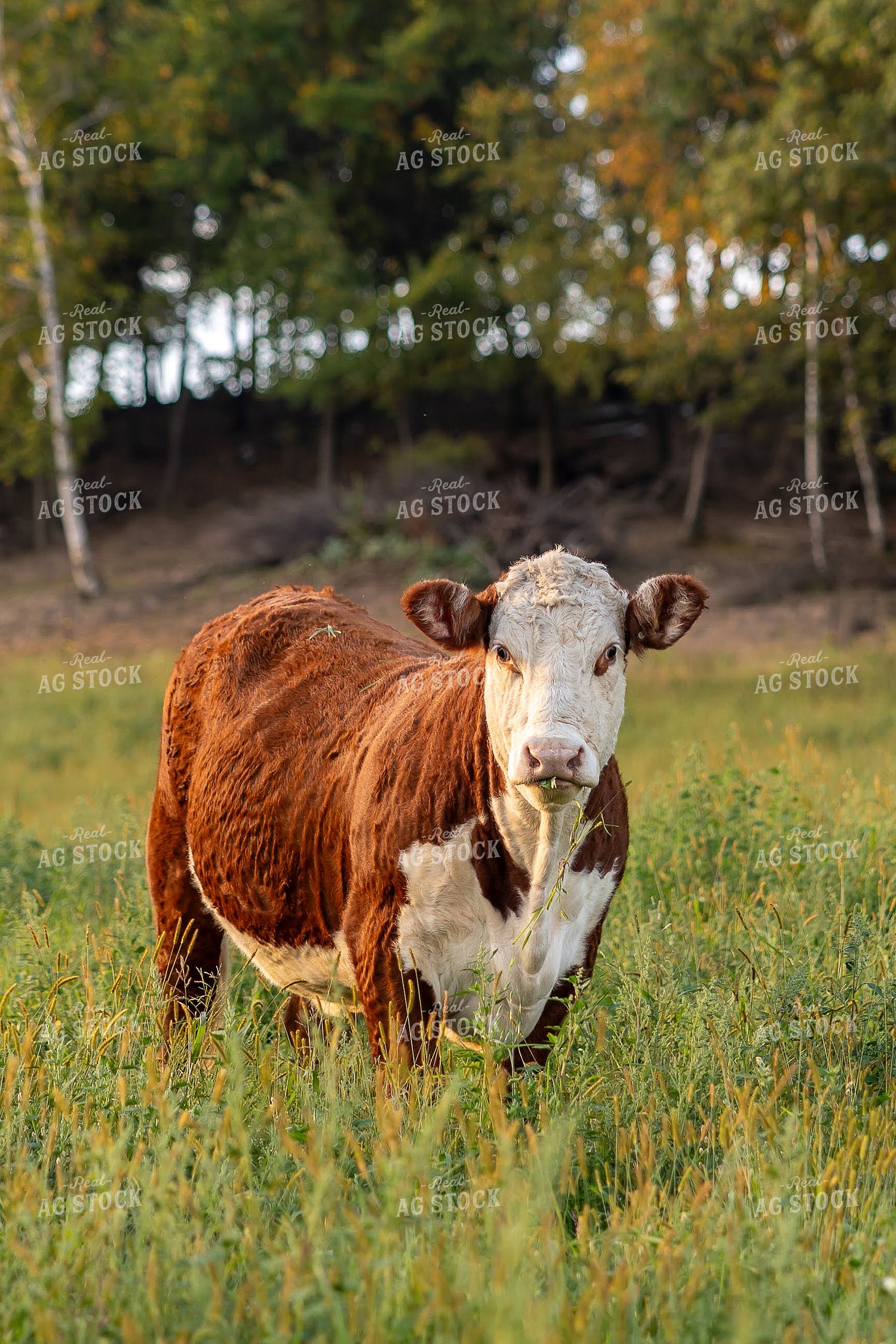 Hereford Cattle on Pasture 194077