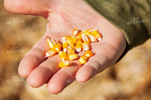 Kid Holding Corn Kernels 150023