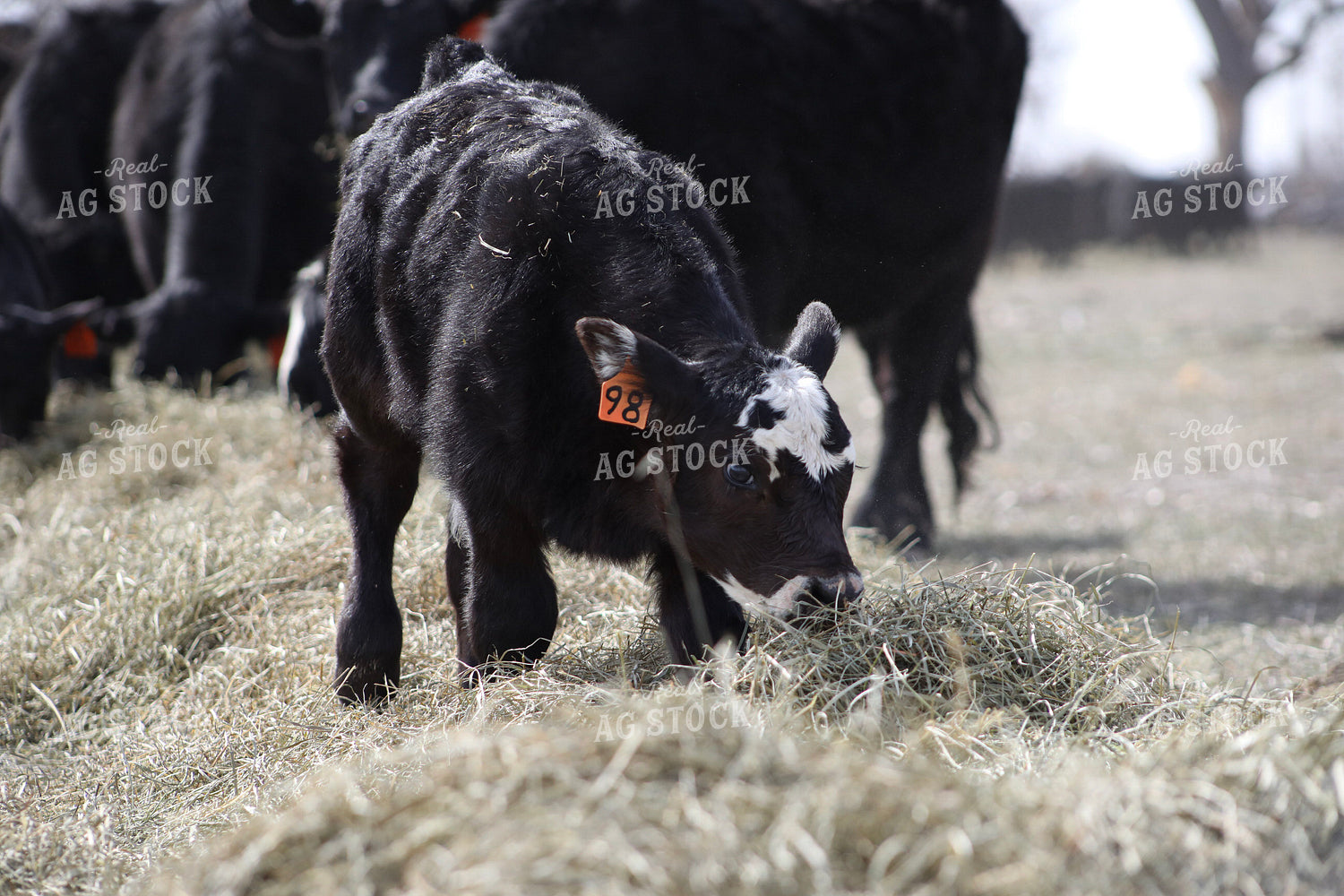 Angus Calf Playing in Hay 117188