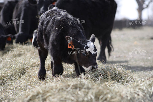 Angus Calf Playing in Hay 117188