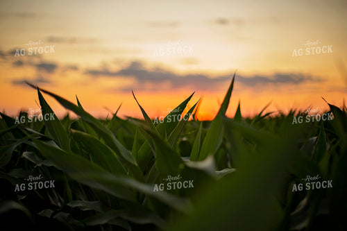Mid-Season Corn with Sunset 93036
